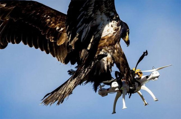 Bizarre Animal Photos eagle and drone