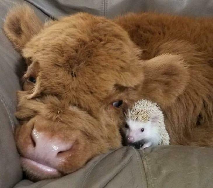 Cute Cows, cow and a hedgehog