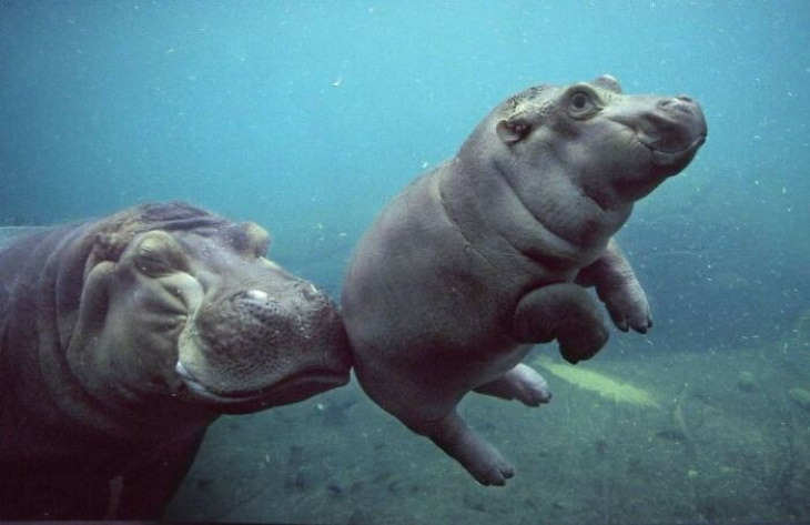 Bizarre Animal Photos hippos
