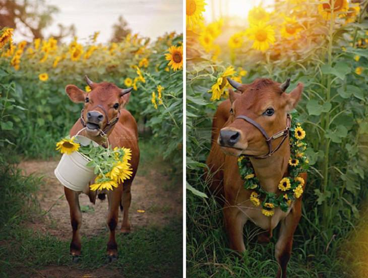 Cute Cows, cow among sunflowers
