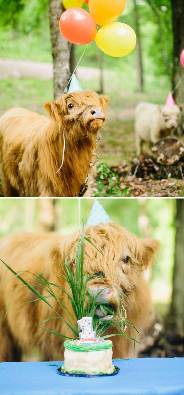 Fotos De Lindas Vaquitas, vacas celebrando su cumpleaños
