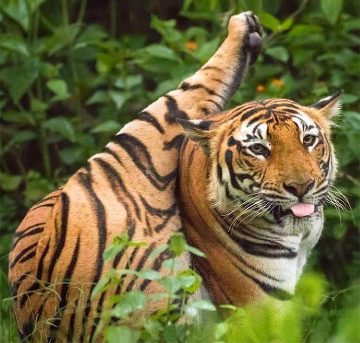 Bizarre Animal Photos tiger