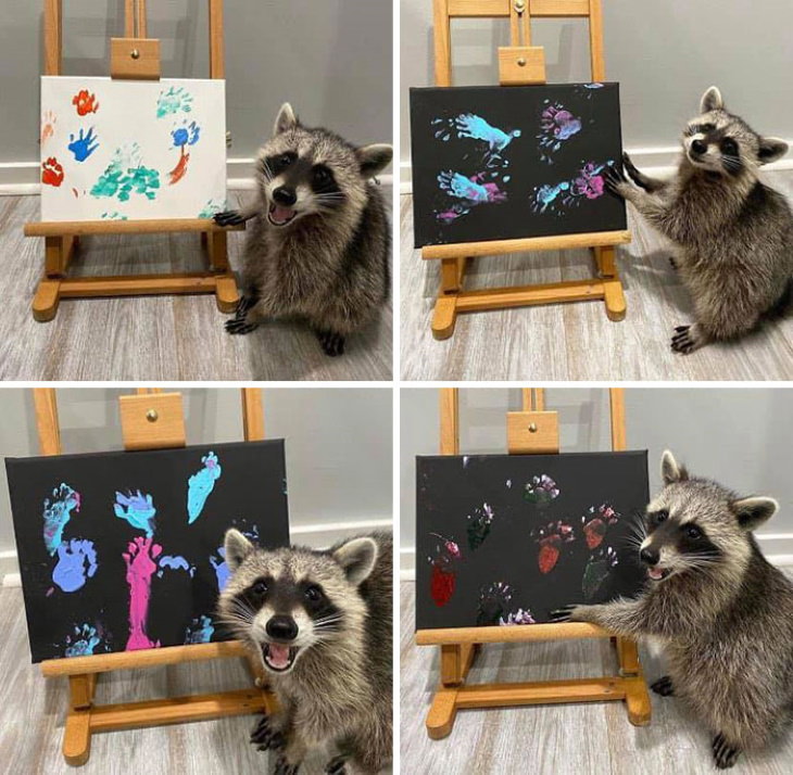 Bizarre Animal Photos raccoon artist