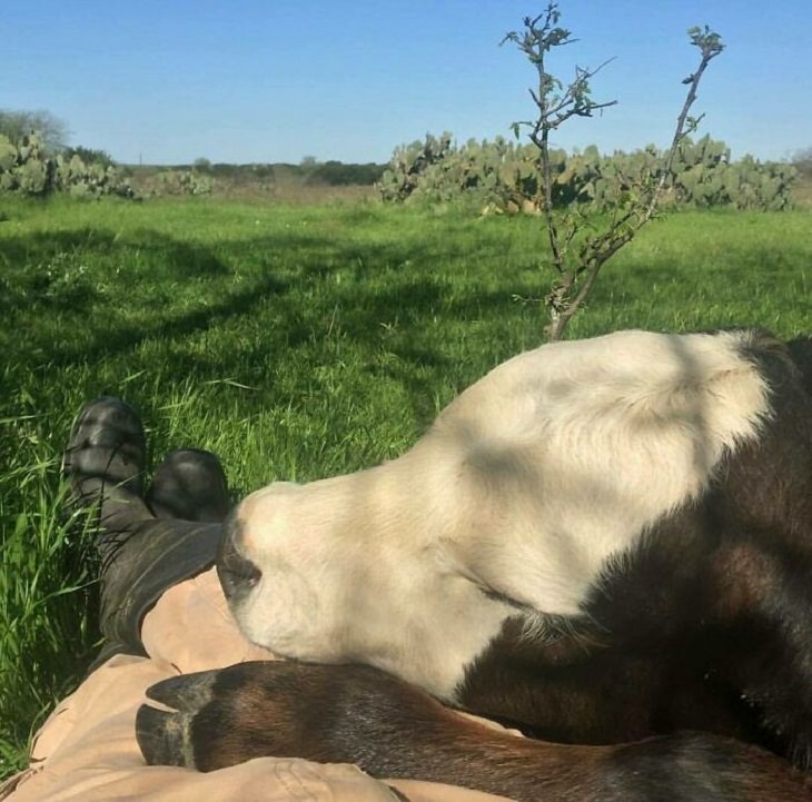 Fotos De Lindas Vaquitas, vaca recostada en las piernas de una persona