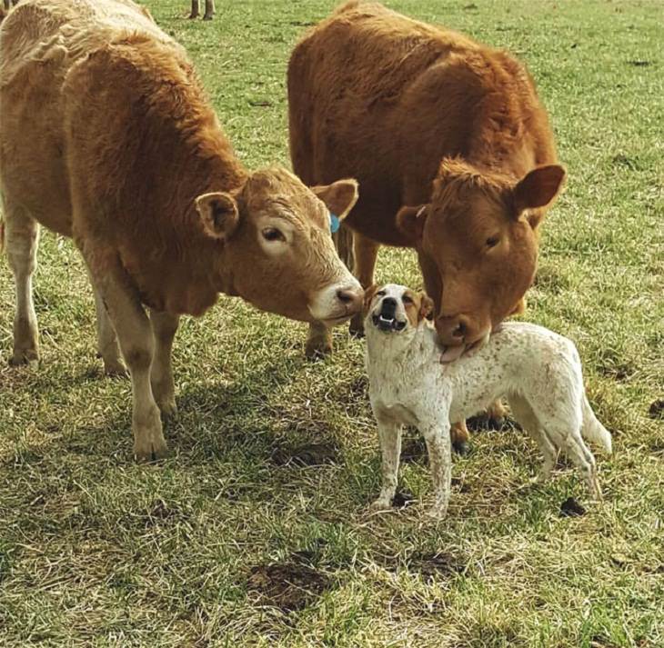 Fotos De Lindas Vaquitas, perro y vacas