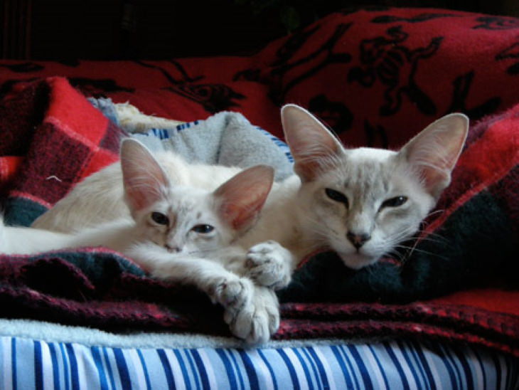 Hypoallergenic Cat Breeds Javanese Cat