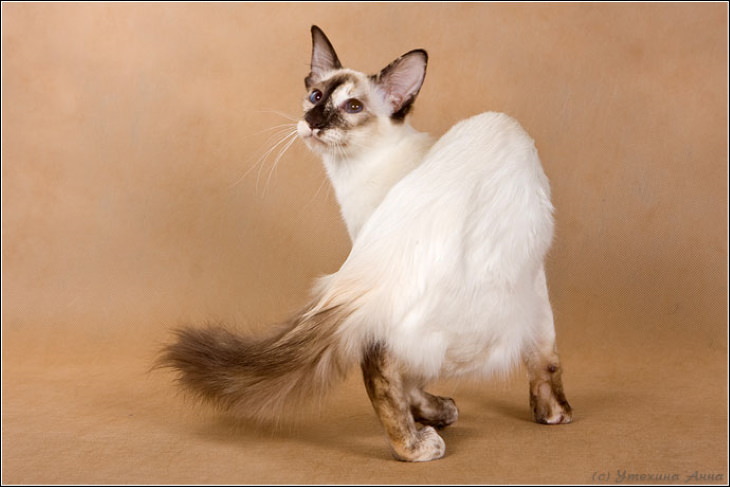 Hypoallergenic Cat Breeds Balinese Cat