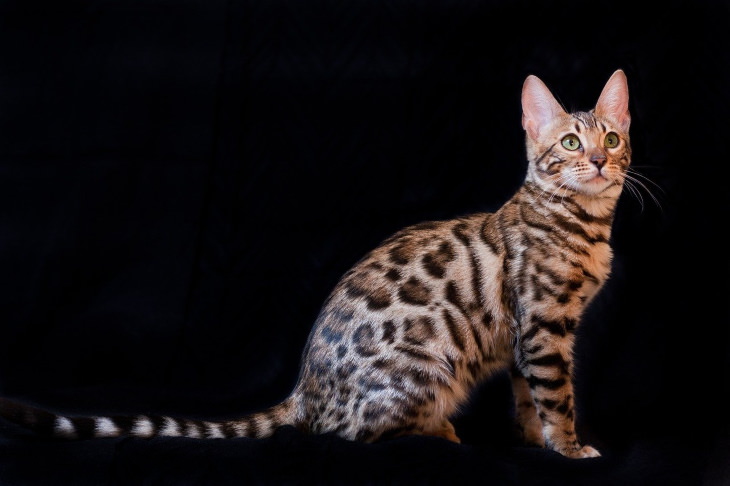 Hypoallergenic Cat Breeds Bengal Cat