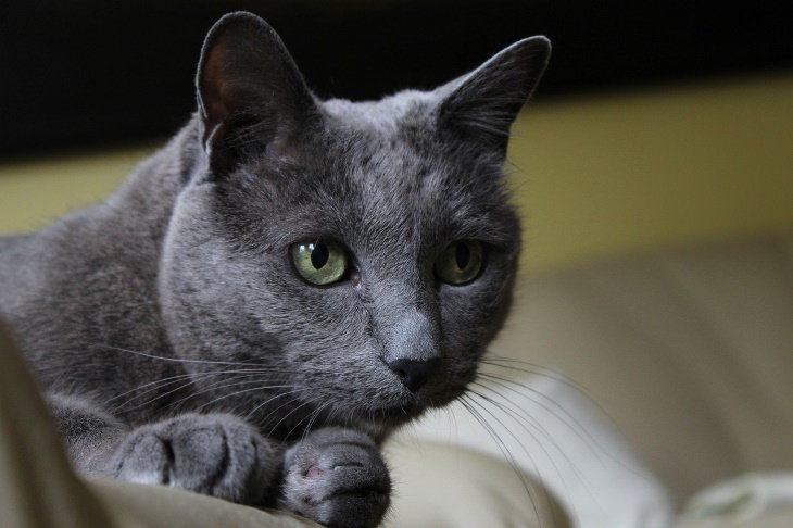 Hypoallergenic Cat Breeds  Russian Blue