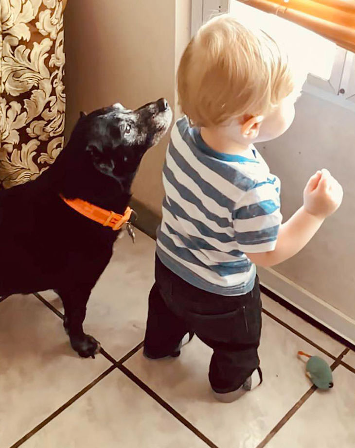 Adorable Friendships Between Kids & Their Dogs, dog and toddler looking out the window