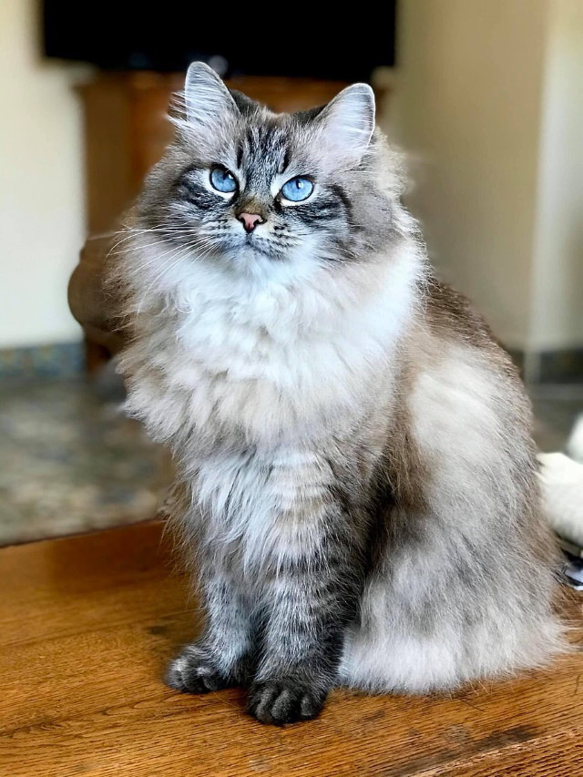 Hypoallergenic Cat Breeds Siberian Cat