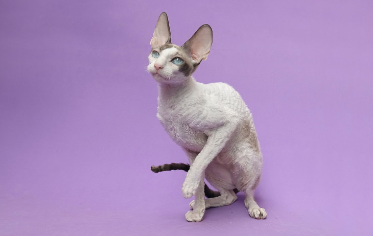 Hypoallergenic Cat Breeds Cornish Rex