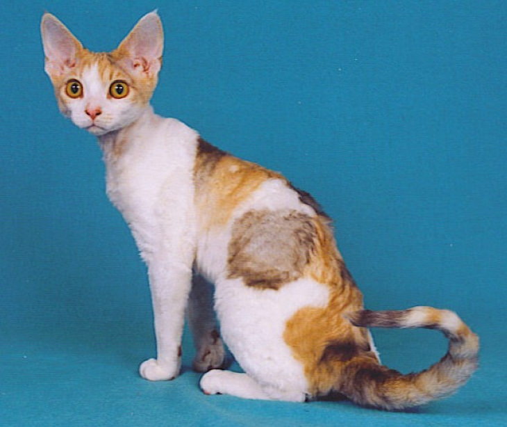 Hypoallergenic Cat Breeds Devon Rex