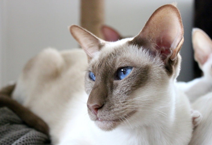 Hypoallergenic Cat Breeds Oriental Shorthair