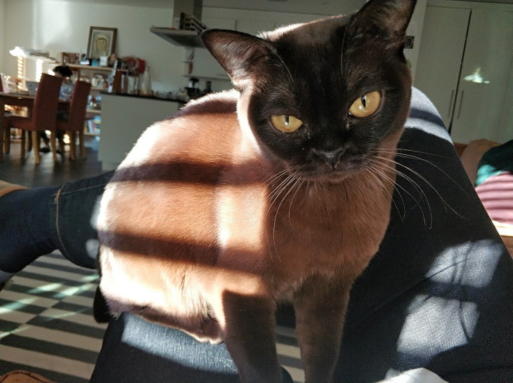 Hypoallergenic Cat Breeds Burmese Cat