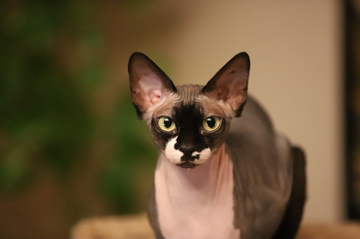 Hypoallergenic Cat Breeds Sphynx Cat