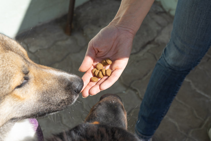 How to Eliminate Your Dog’s Fear of the Vacuum, dog given snacks