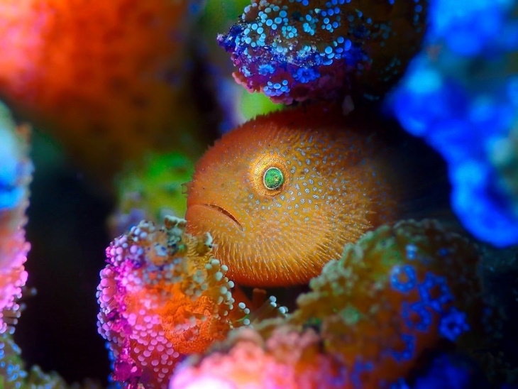 2021 Underwater Photographer of the Year "Rainbow goby" by ManBd