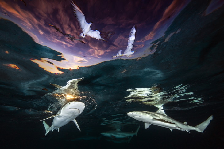 2021 Underwater Photographer of the Year "Shark's Skylight" by Renee Capozzola