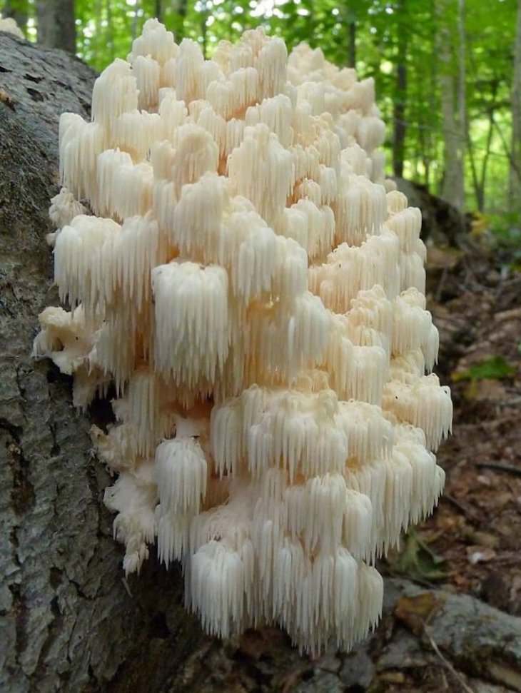 19 Images Showcasing the World’s Endless Wonders, Hericium Fungus