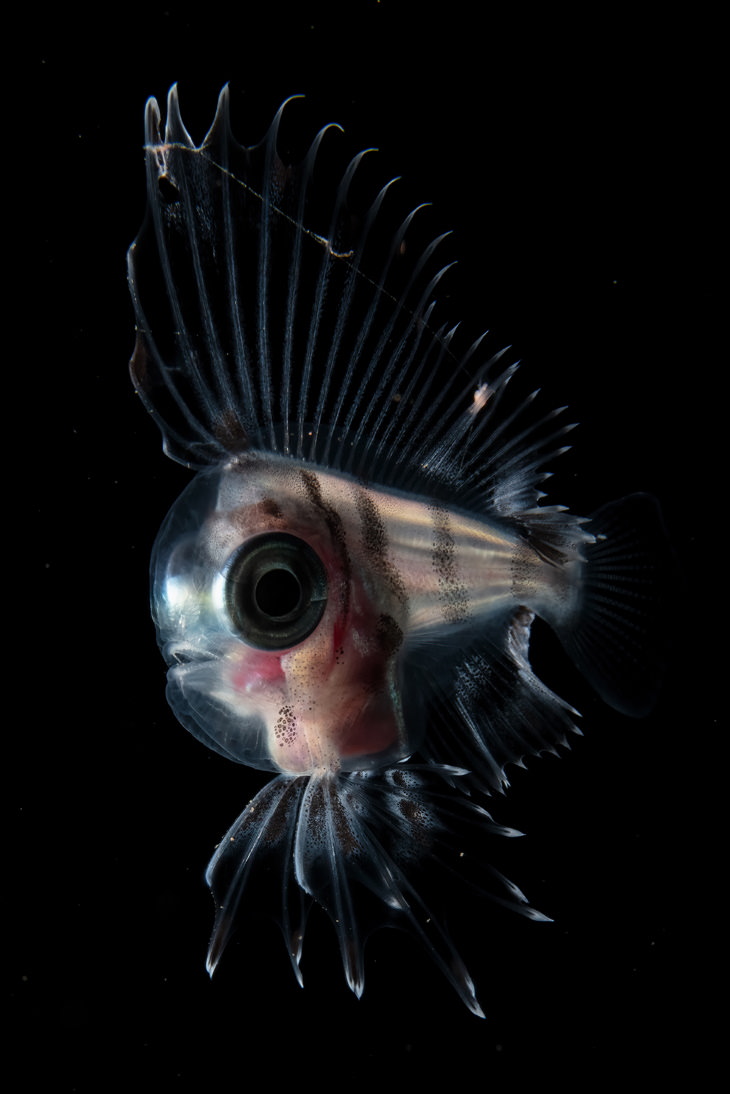 2021 Underwater Photographer of the Year "Japanese manefish" by Keigo Kawamura