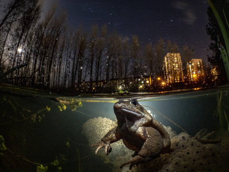 2021 Underwater Photographer of the Year "While you sleep" by Mark Kirkland