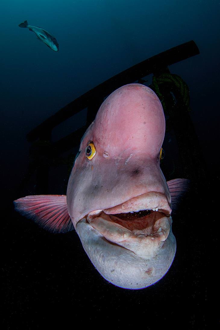 2021 Underwater Photographer of the Year "Guardian Deity" by Ryohei Ito