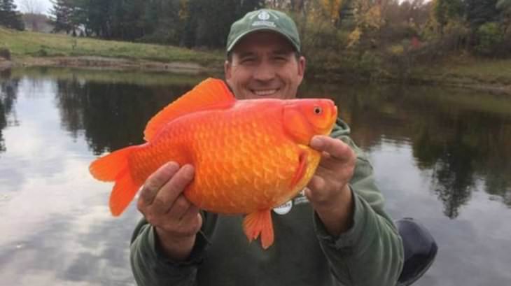 19 Images Showcasing the World’s Endless Wonders, fully grown goldfish