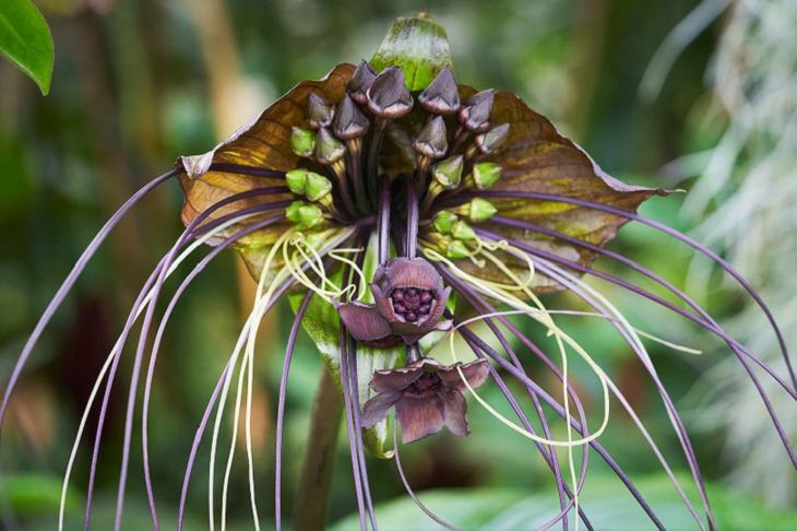 Unique Plants, Black bat flower