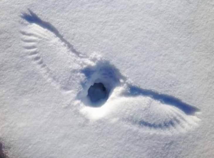 19 Images Showcasing the World’s Endless Wonders, owl snow print
