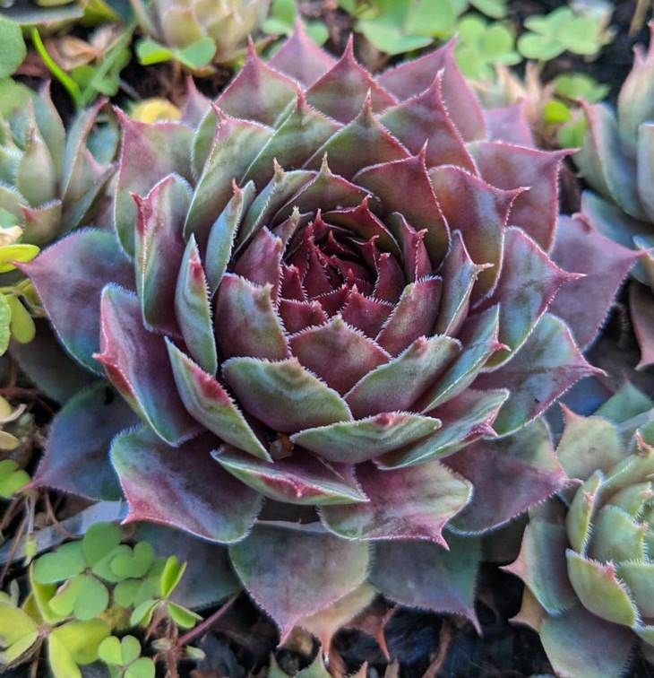 Unique Plants, succulent 