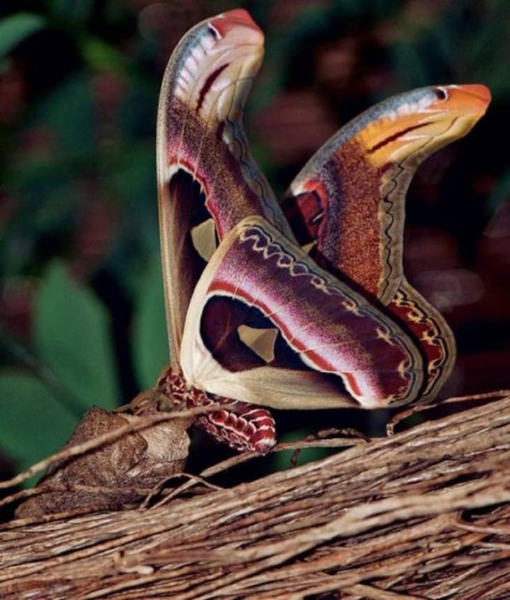 19 Images Showcasing the World’s Endless Wonders, Atlas moth wings