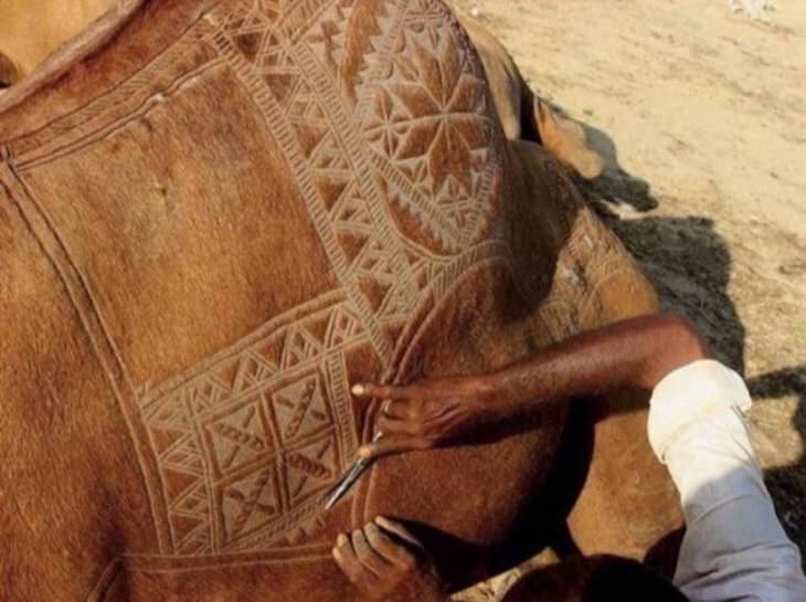 19 Images Showcasing the World’s Endless Wonders camel barbering