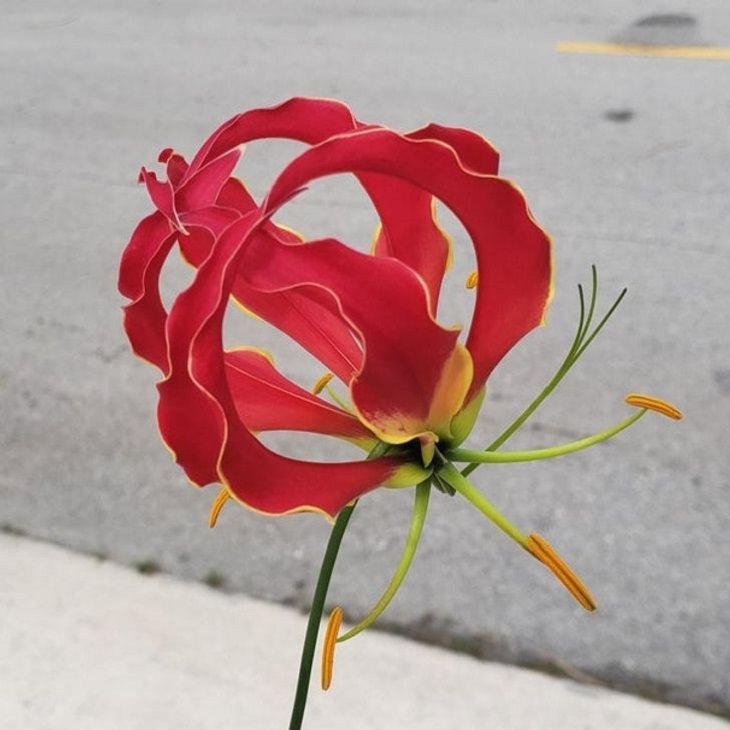 Unique Plants,  Flame lily