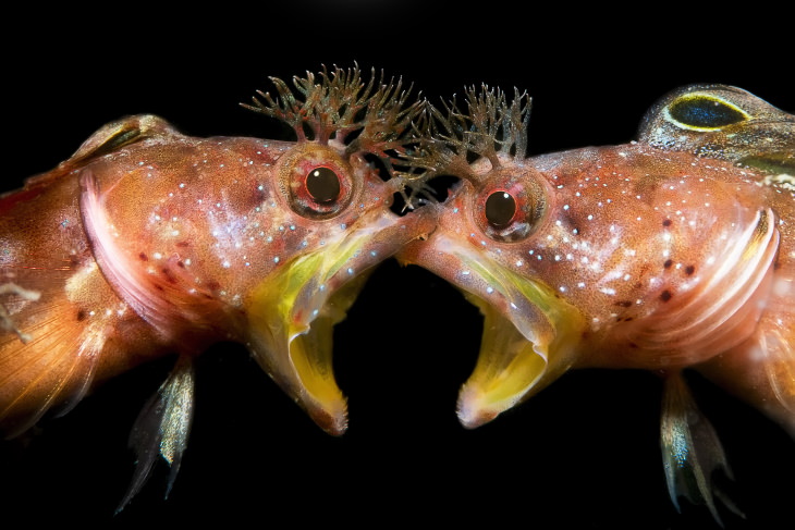 2021 Underwater Photographer of the Year "Face to face" by JingGong Zhang