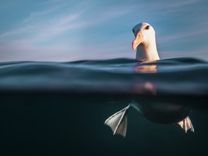 2021 Underwater Photographer of the Year "Resplendence - Black browed Albatross" by Danny Lee