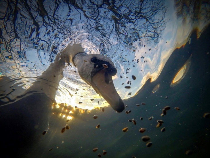 2021 Underwater Photographer of the Year "Sunrise mute swan feeding underwater" by Ian Wade