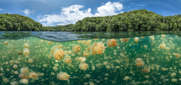 2021 Underwater Photographer of the Year "Jellyfish galore" by Oleg Gaponyuk