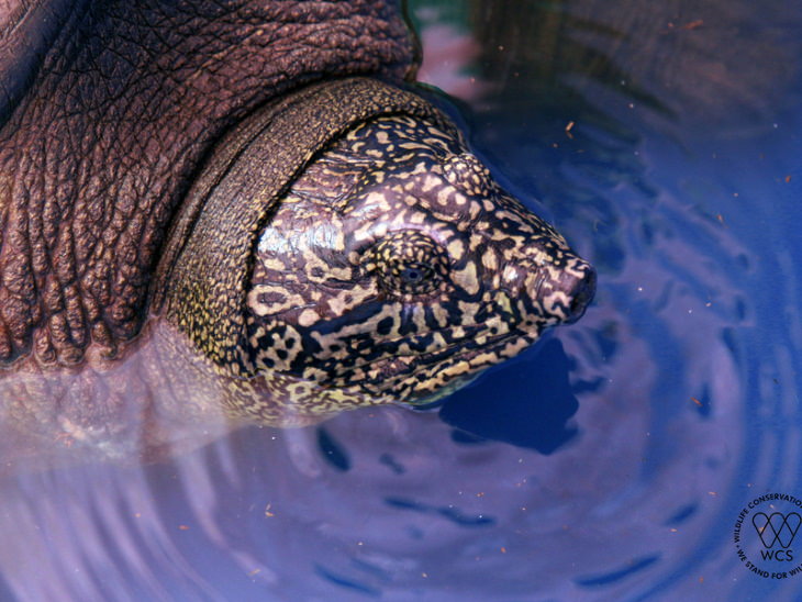 Good News 2020-2021 Swinhoe's Softshell turtle 