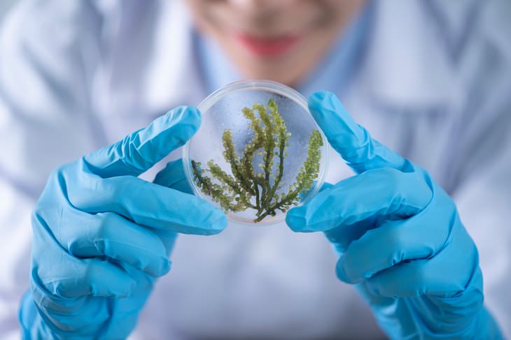 Good News 2020-2021 plants in a petri dish