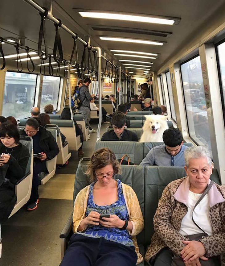 17 Adorable Animals Spotted On Public Transport, dog on train