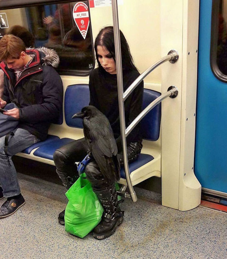 17 Adorable Animals Spotted On Public Transport, raven on subway