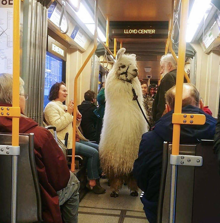 17 Adorable Animals Spotted On Public Transport, llama