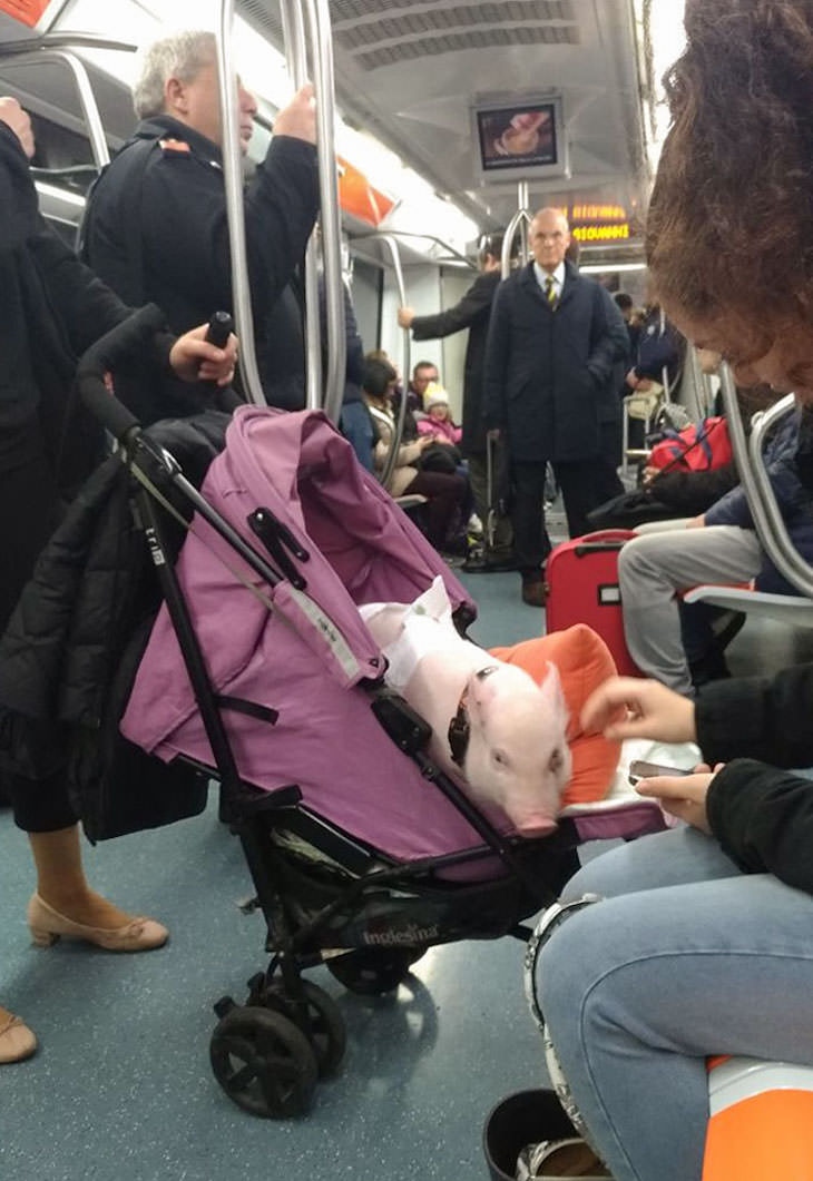 17 Adorable Animals Spotted On Public Transport, piglet on subway
