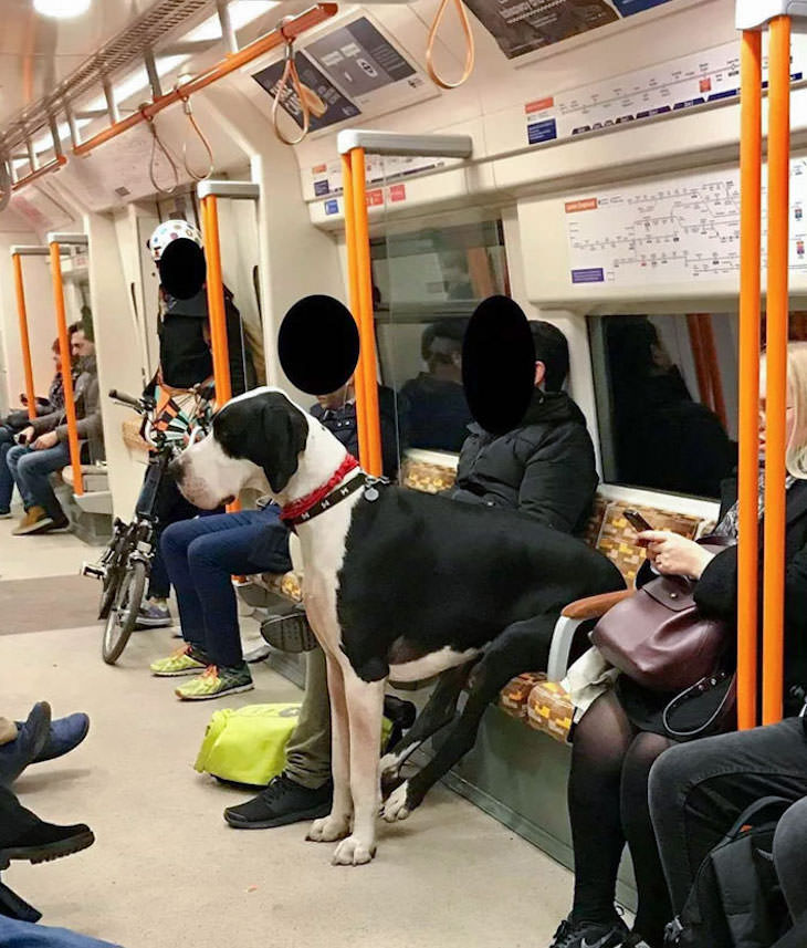 17 Adorable Animals Spotted On Public Transport, great dane on subway