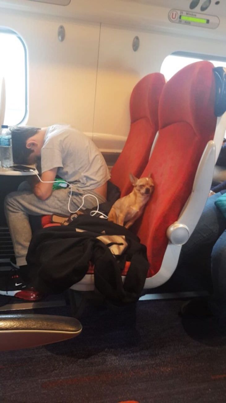 17 Adorable Animals Spotted On Public Transport, napping dog