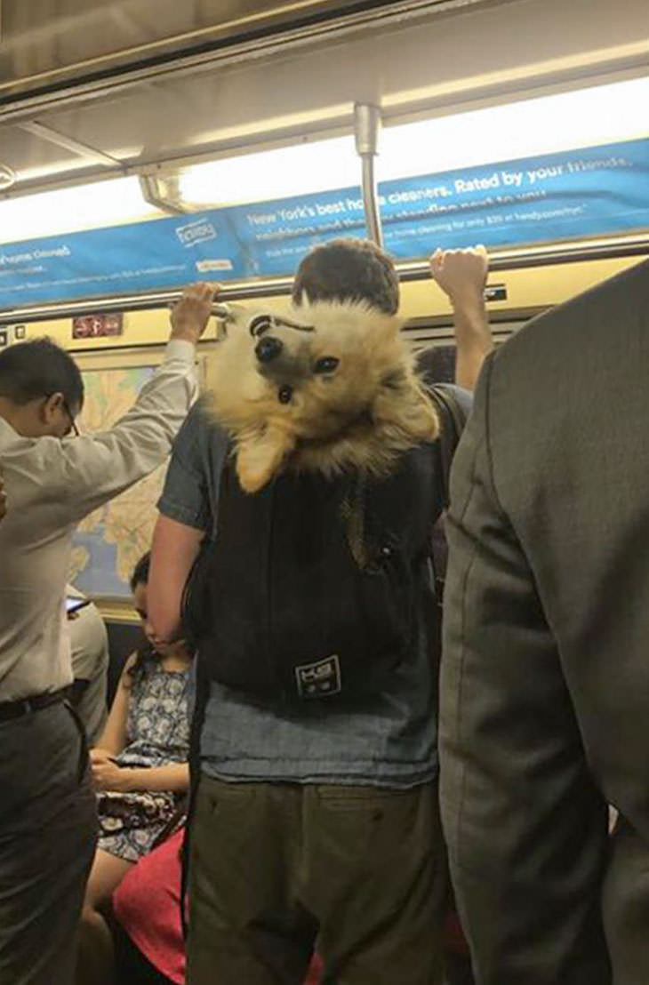 17 Adorable Animals Spotted On Public Transport, dog