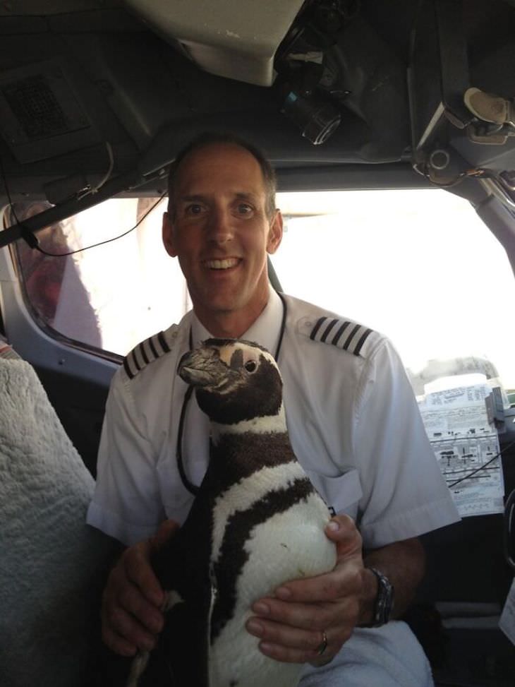 17 Adorable Animals Spotted On Public Transport, pilot with penguin