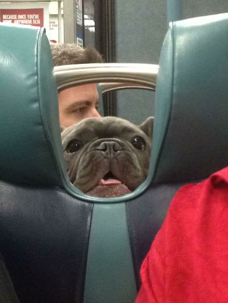 17 Adorable Animals Spotted On Public Transport, peeking dog