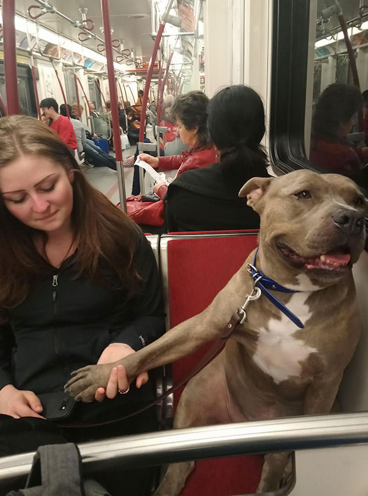 17 Adorable Animals Spotted On Public Transport, dog holding hands